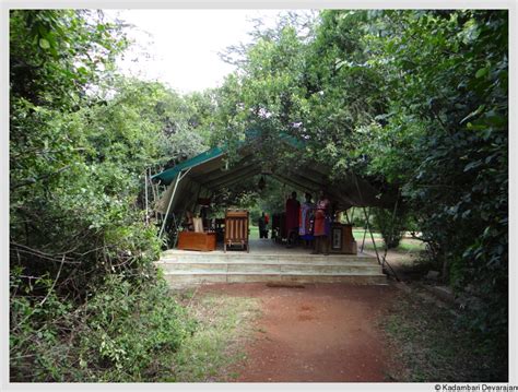 The Masai Mara National Reserve | Kadambari Devarajan