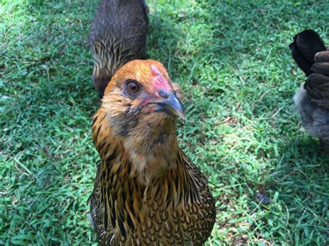 The Big Red Hen House | BackYard Chickens