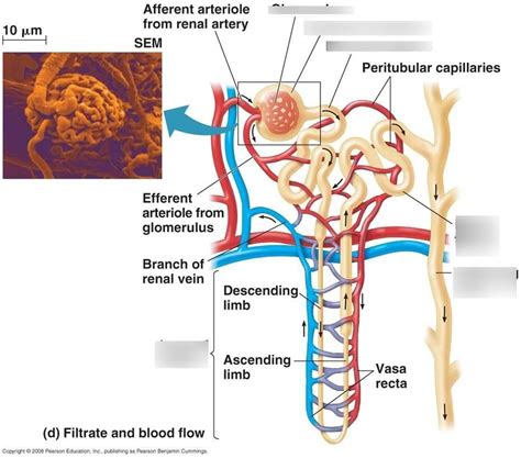 Urinary system lab PART A - Anatomy, Nephron Diagram | Quizlet