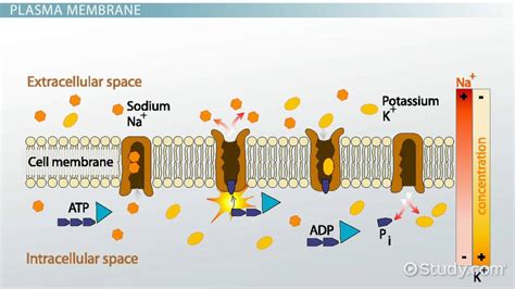 Membrane Potential: Definition, Equation & Calculation - Video & Lesson Transcript | Study.com