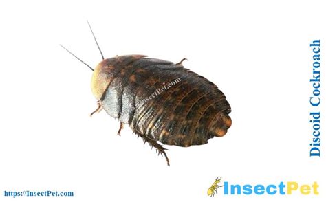 Discoid Roaches (Blaberus discoidalis) - Identification, Uses, Breeding, and Other Facts