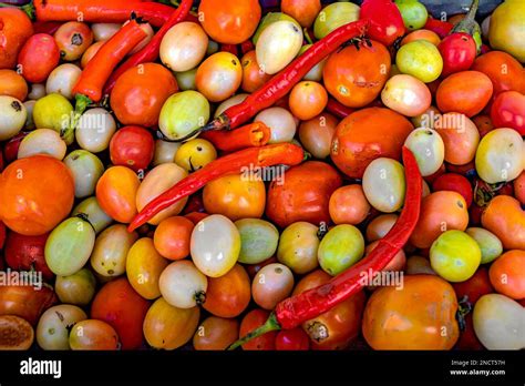 Display of colorful tomato varieties ripen and are still green with some red chili in between ...