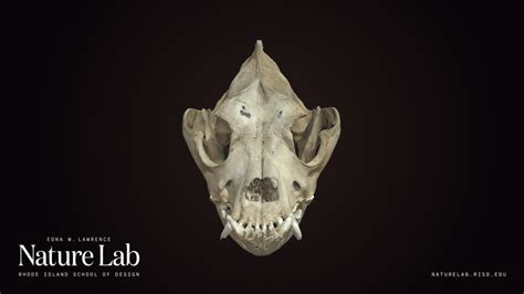 Bulldog skull - Download Free 3D model by RISD Nature Lab (@RISDNaturelab) [900e814] - Sketchfab