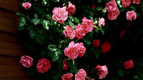 Flowers Hd wallpaper | Pink flowers wallpaper, Beautiful flowers, Beautiful flowers wallpapers