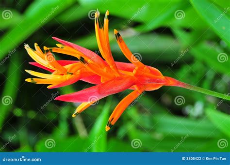 Paradise bird flower stock photo. Image of tropical, bloom - 3805422