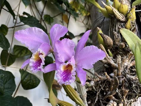 Khám phá Quốc hoa của Venezuela: Lan Cattleya Mossiae ⋆ Cá cảnh mini