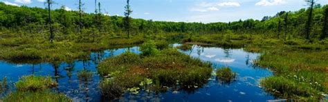 a swampy area with trees and water in the foreground on a sunny day