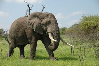 Kruger National Park Elephants, Experience Their Majesty