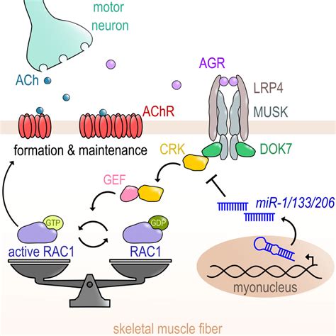 Regulation of CRK-RAC1 activity by the miR-1/206/133 miRNA family is... | Download Scientific ...