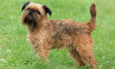 Brussels Griffon Breed: Characteristics, Care & Photos | BeChewy