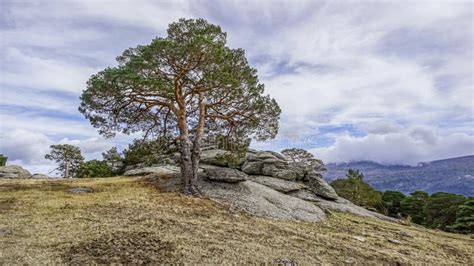 Evergreen Forest Landscape of the Iberian Peninsula Stock Photo - Image ...