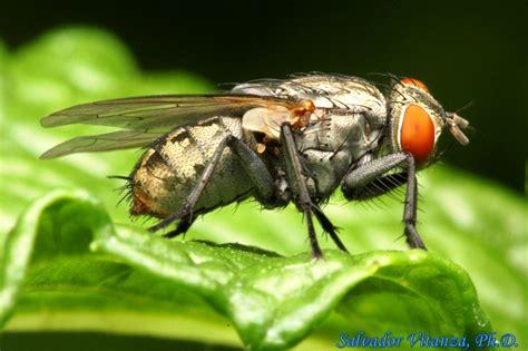 Diptera-Sarcophagidae-Flesh Flies -h - Urban Programs - El Paso County