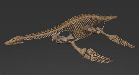 ArtStation - Plesiosaur Skeleton, Evgeniy Mahnyov | Palaeontology, Dinosaur fossils, Paleo art