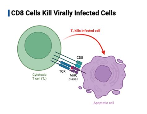 CD8 T Cells Kill Virally Infected Cells | BioRender Science Templates