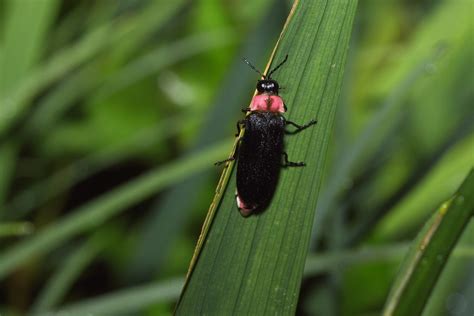 Japanese Firefly ゲンジボタル | Japanese Firefly ゲンジボタル EOS 40D Ta… | Flickr