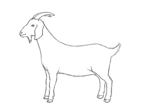 Goat Drawing Easy - ver-ver-pelicula-popular