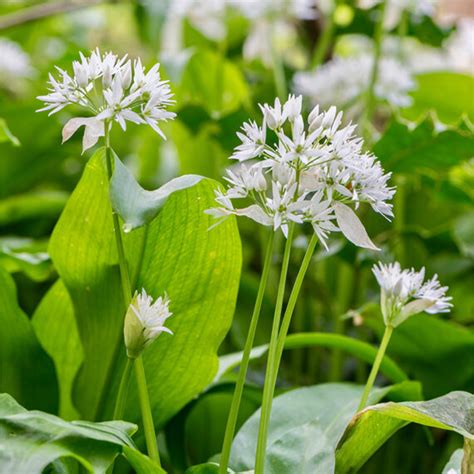 Wild Garlic Bulbs – Allium Ursinum – In The Green - Woodland Bulbs