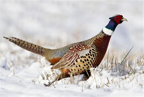 Expectations good for pheasant season