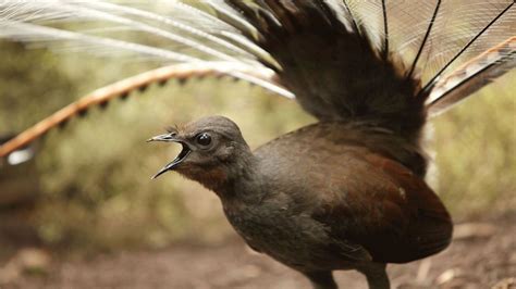 An Australian bird that mimics the sound of a chainsaw - BBC Travel