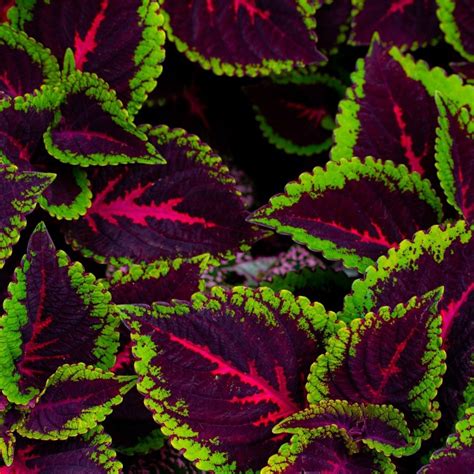 14 Coleus Varieties to bring Color to your Shade Garden