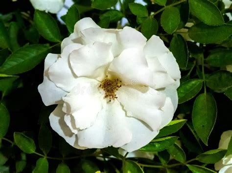 White Rose on Green Background. Stock Image - Image of flower, holiday: 173323237