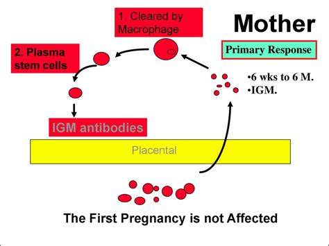 Alloimmune hemolytic disease of the fetus. Newborn: Rh Isoimmunization - online presentation