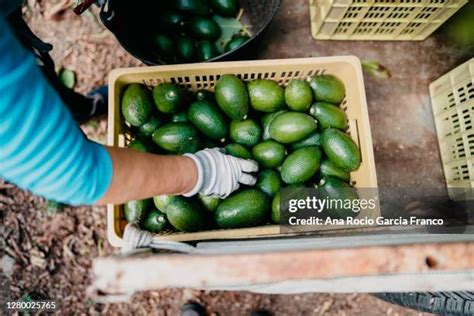 1,611 Avocado Harvest Stock Photos, High-Res Pictures, and Images ...