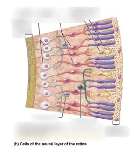 Cells of Retina Diagram | Quizlet