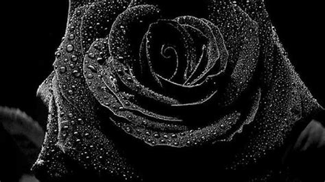 Black Rose Wallpaper HD | PixelsTalk.Net