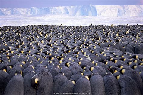 Emperor Penguin Huddle