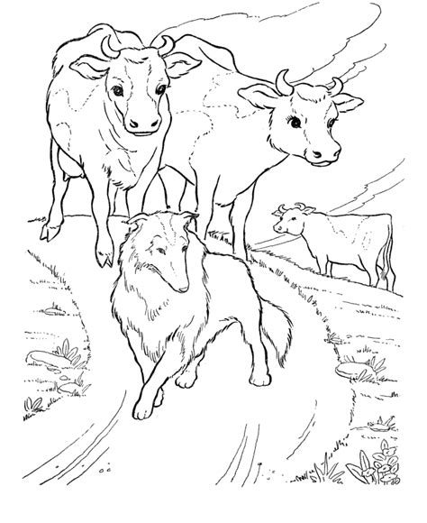 Free Printable Cow Coloring Pages For Kids