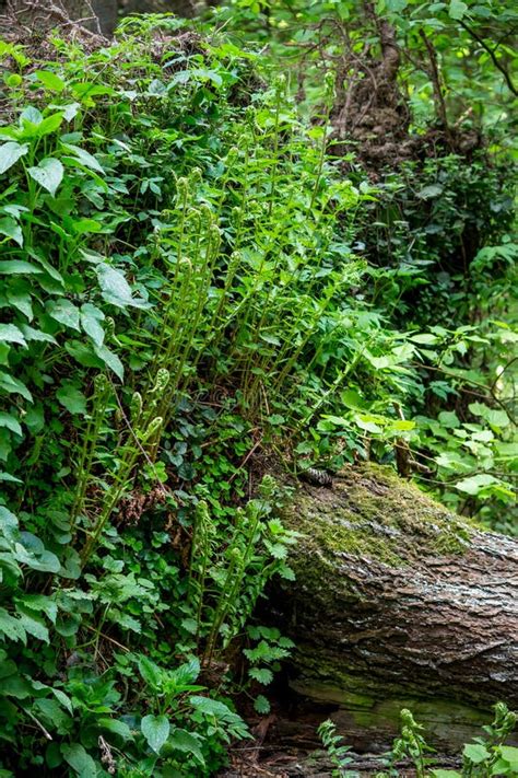 Plants and Ferns Growing on the Rhizome of a Fallen Tree Stock Photo ...