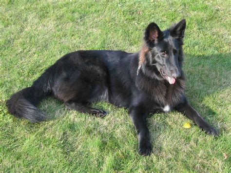 Groenendael | Information & Dog Breed Facts | Pets Feed