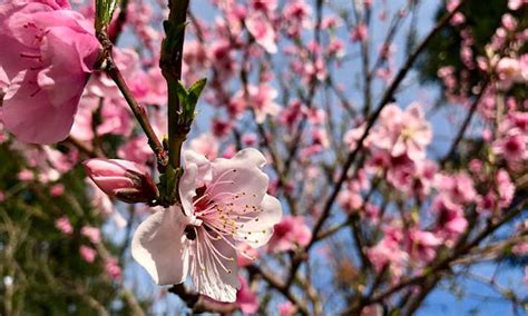 Nectarine tree: candy, clean summer season fruit | Dial a Service Canada