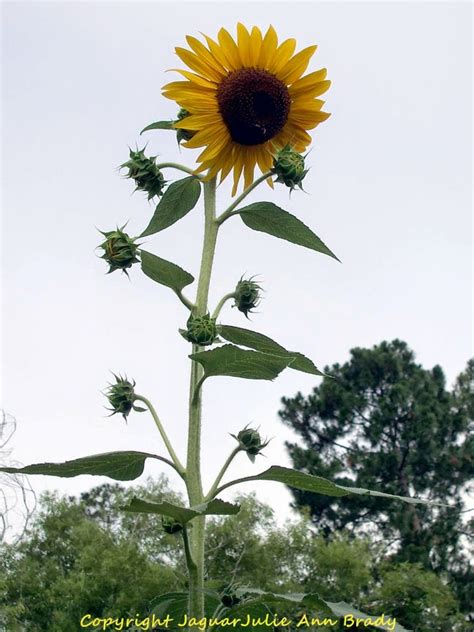 Julie Ann Brady : Blog On: Sunflower Garden at 9 Feet at 90 Days