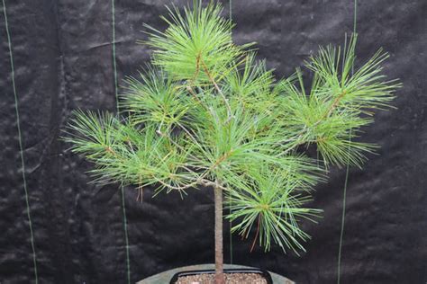 Eastern White Pine Bonsai Tree