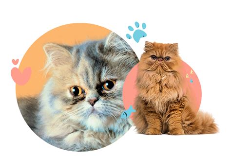 Persian Cat Health Problems - Your Pet Care