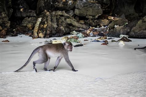 [UPDATED] MONKEY BEACH PHI PHI (THAILAND) - Thenorthernboy