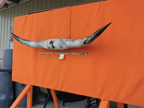 Steer Horns 907 Mounted LONGHORN Steer Horns 5'9 Tip to Tip 17 Bases - Etsy