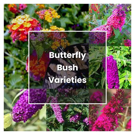 How to Grow Butterfly Bush Varieties - Plant Care & Tips | NorwichGardener