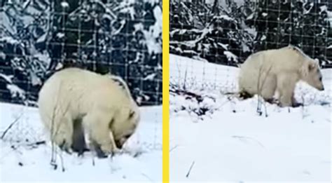 "Exceedingly Rare" White Grizzly Bear Spotted In Canada