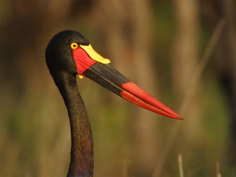 African Waterbirds - Nature & Wildlife Photography