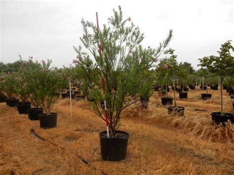 Desert Willow Bubba 30 Gallons - Rockin L Tree Farm