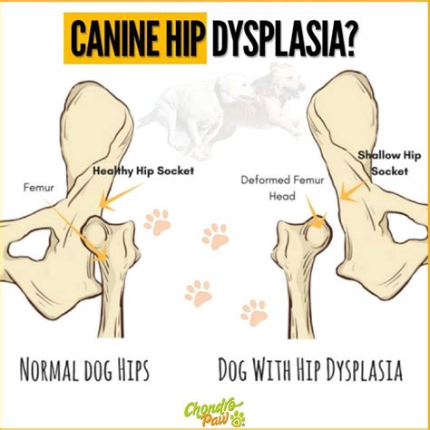 Hip dysplasia is an orthopedic disease that affects the dog's hip or coxofemoral joint. In order ...