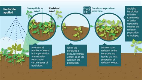 Herbicide Resistance 101 – Manage Resistance Now