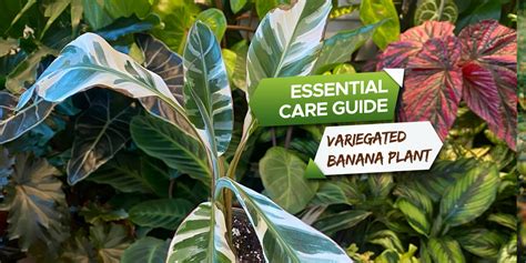 Variegated Banana Plant [Must Read Care Guide] - Grow Your Yard