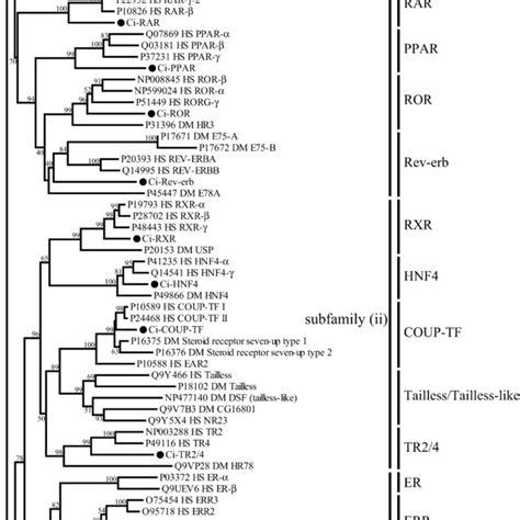 Fox genes identified in the Ciona intestinalis genome | Download Table