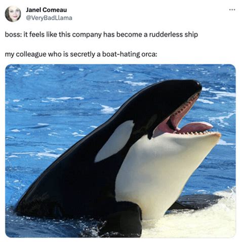 Orca Memes Are Taking Over Twitter After Recent Boat Attacks | Darcy