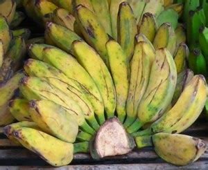 Caraka Purwo Wibisono: Mengenal manfaat dan khasiat buah pisang kepok