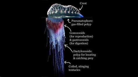 Portuguese Man O’ War (Physalia) | The Floating Terror